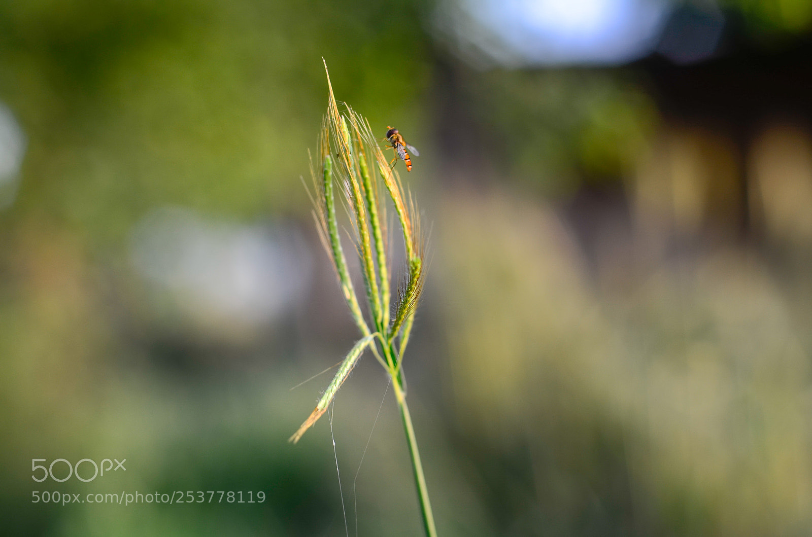Nikon D7000 sample photo. Blooming photography