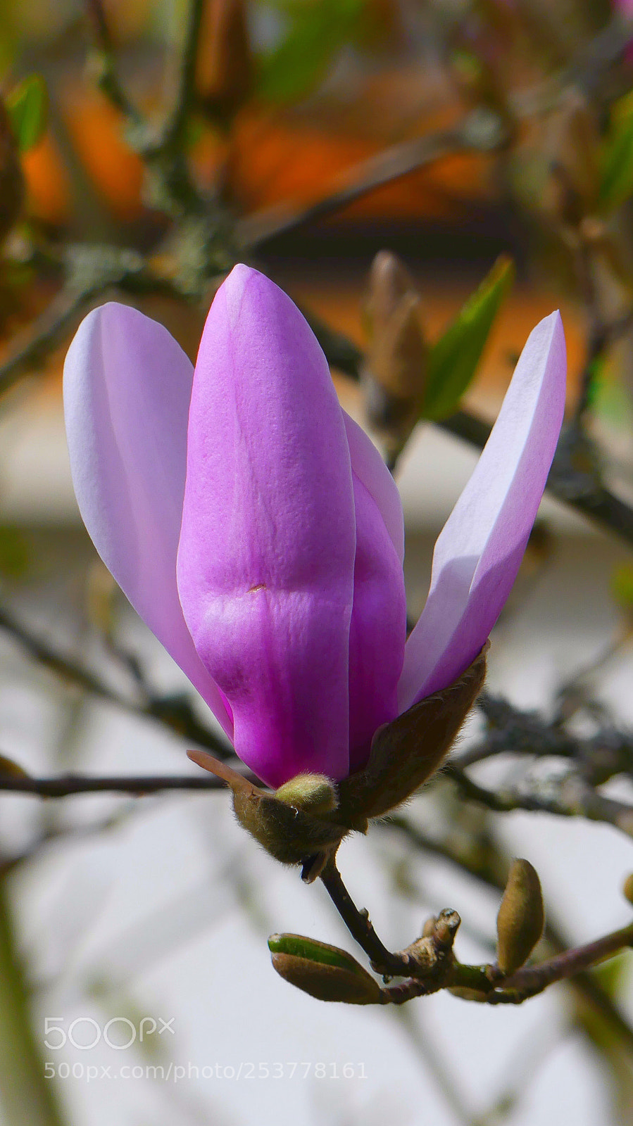 Panasonic Lumix DMC-FZ300 sample photo. Magnolia... photography