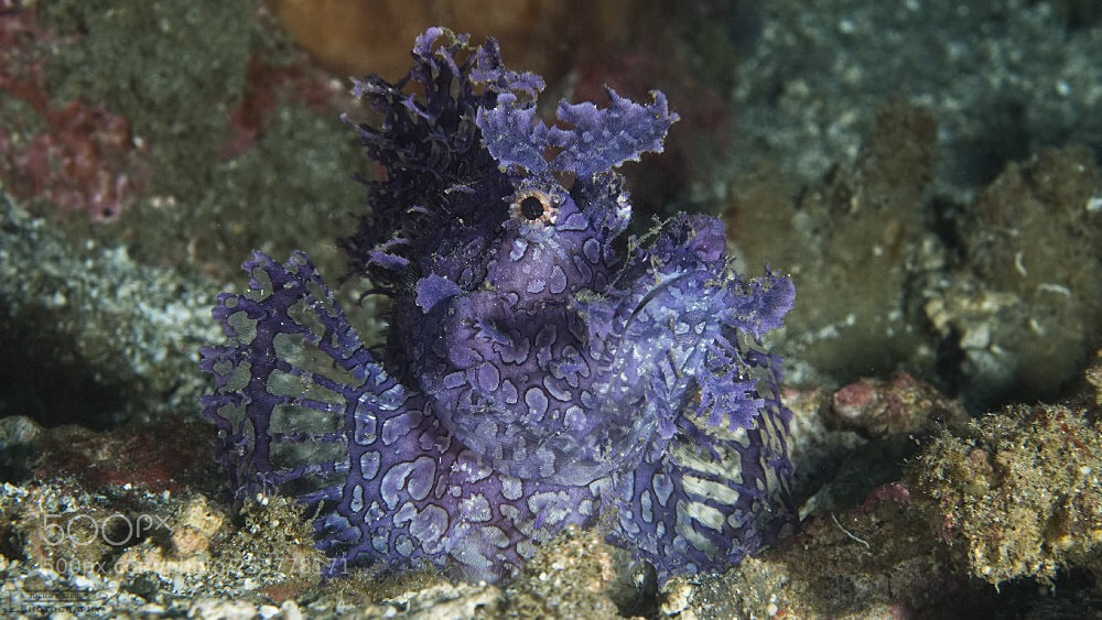 Olympus OM-D E-M1 sample photo. Scorpionfish (rhinopia) photography