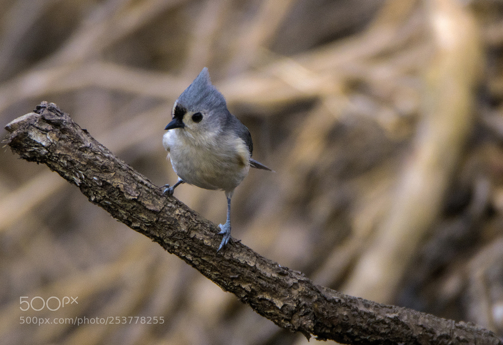 Canon EOS 80D sample photo. Titmouse near a stream photography
