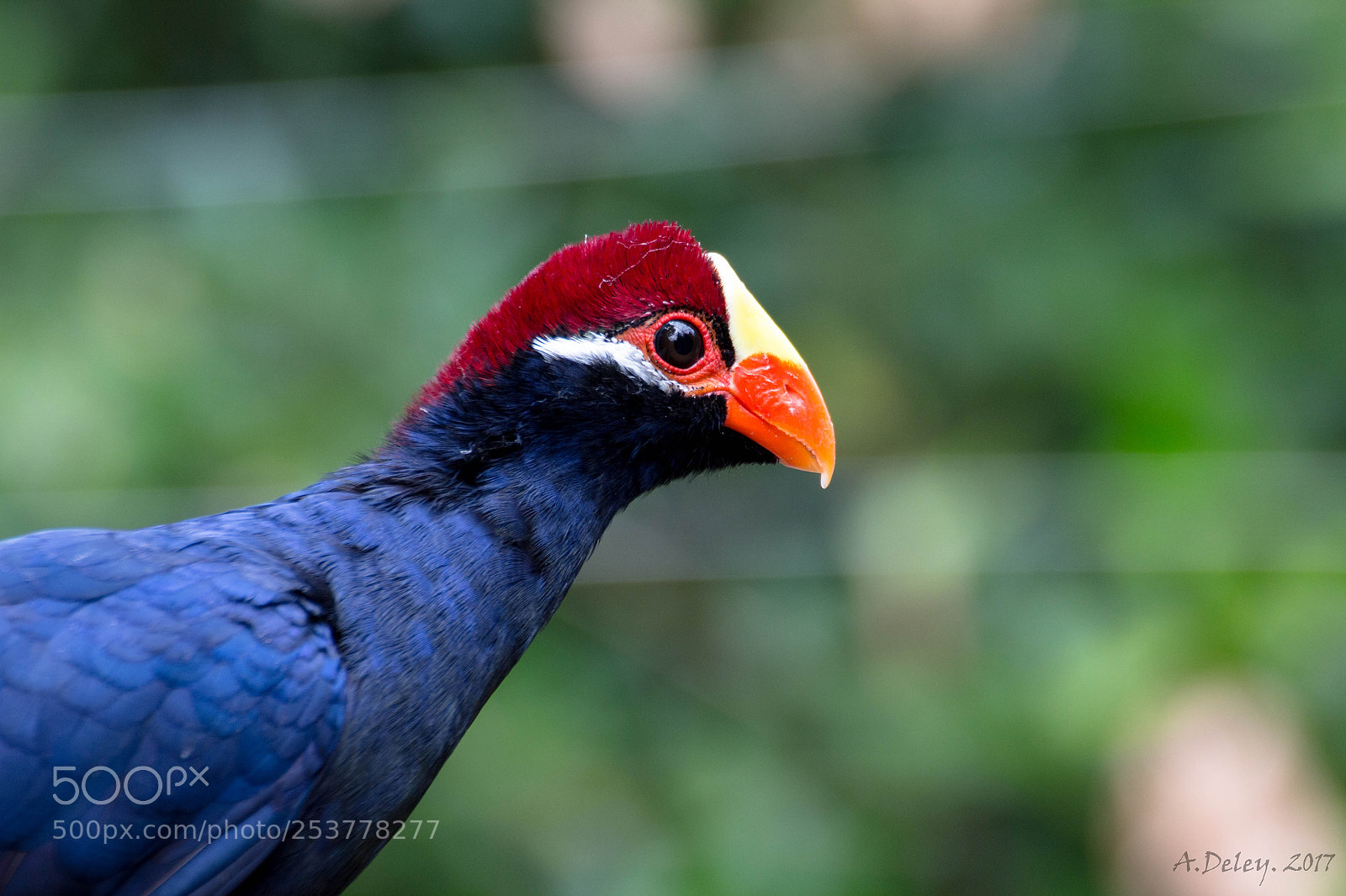Canon EOS 700D (EOS Rebel T5i / EOS Kiss X7i) sample photo. Birdportret photography