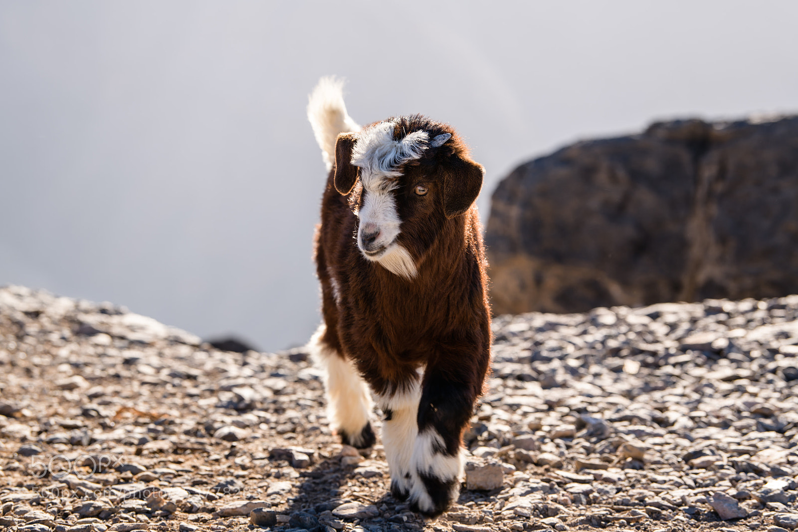 Nikon D850 sample photo. Baby kid goat oman photography