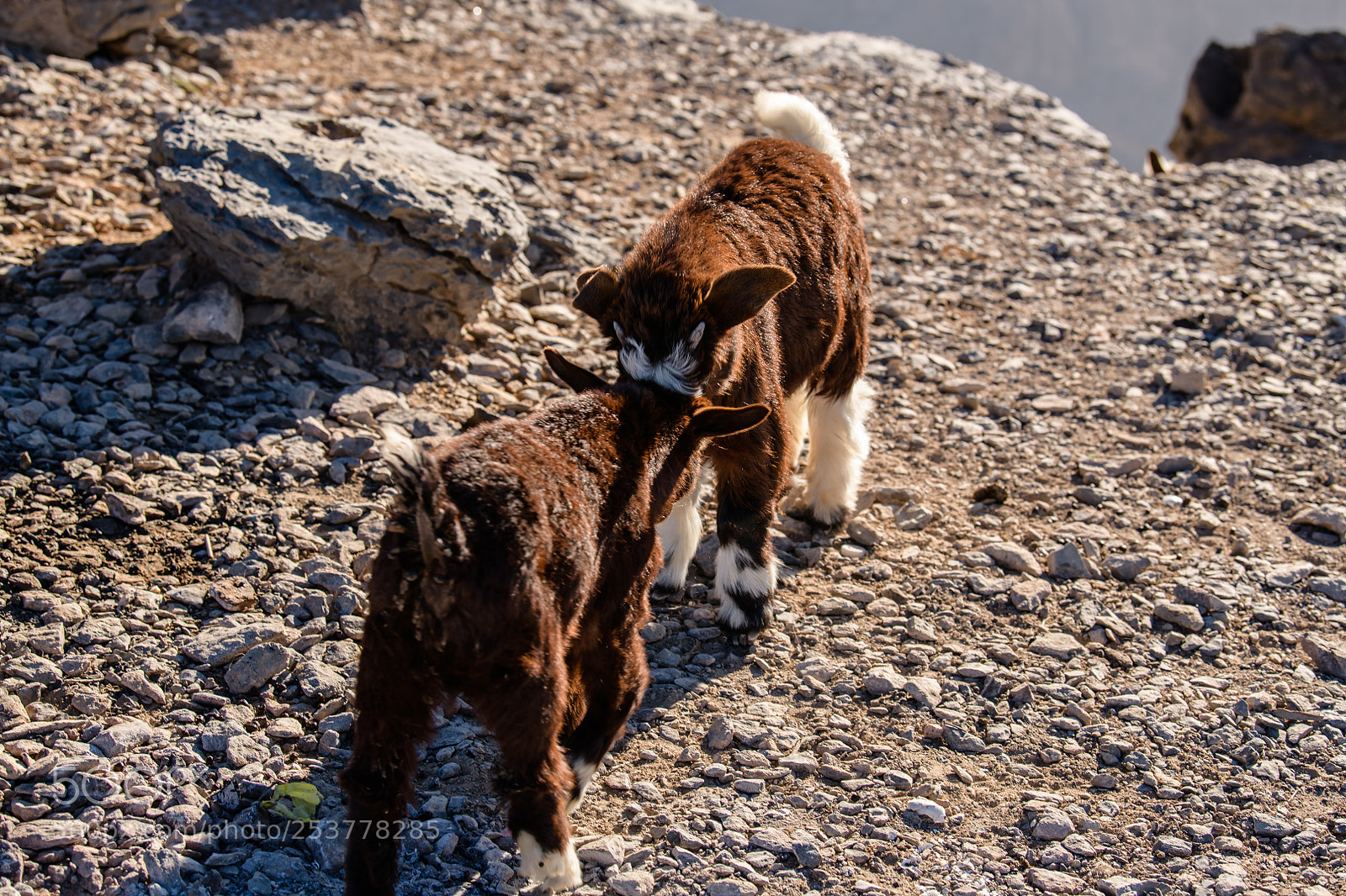 Nikon D850 sample photo. Baby kid goats greet photography