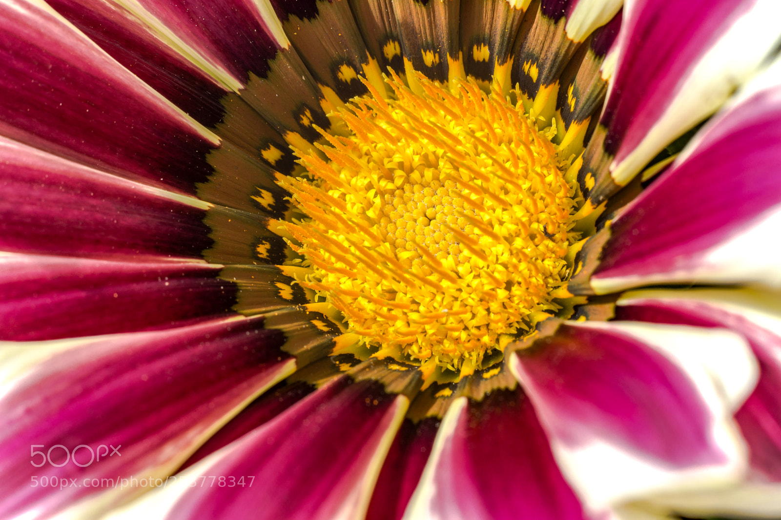 Sony a6000 sample photo. Balkonblume photography