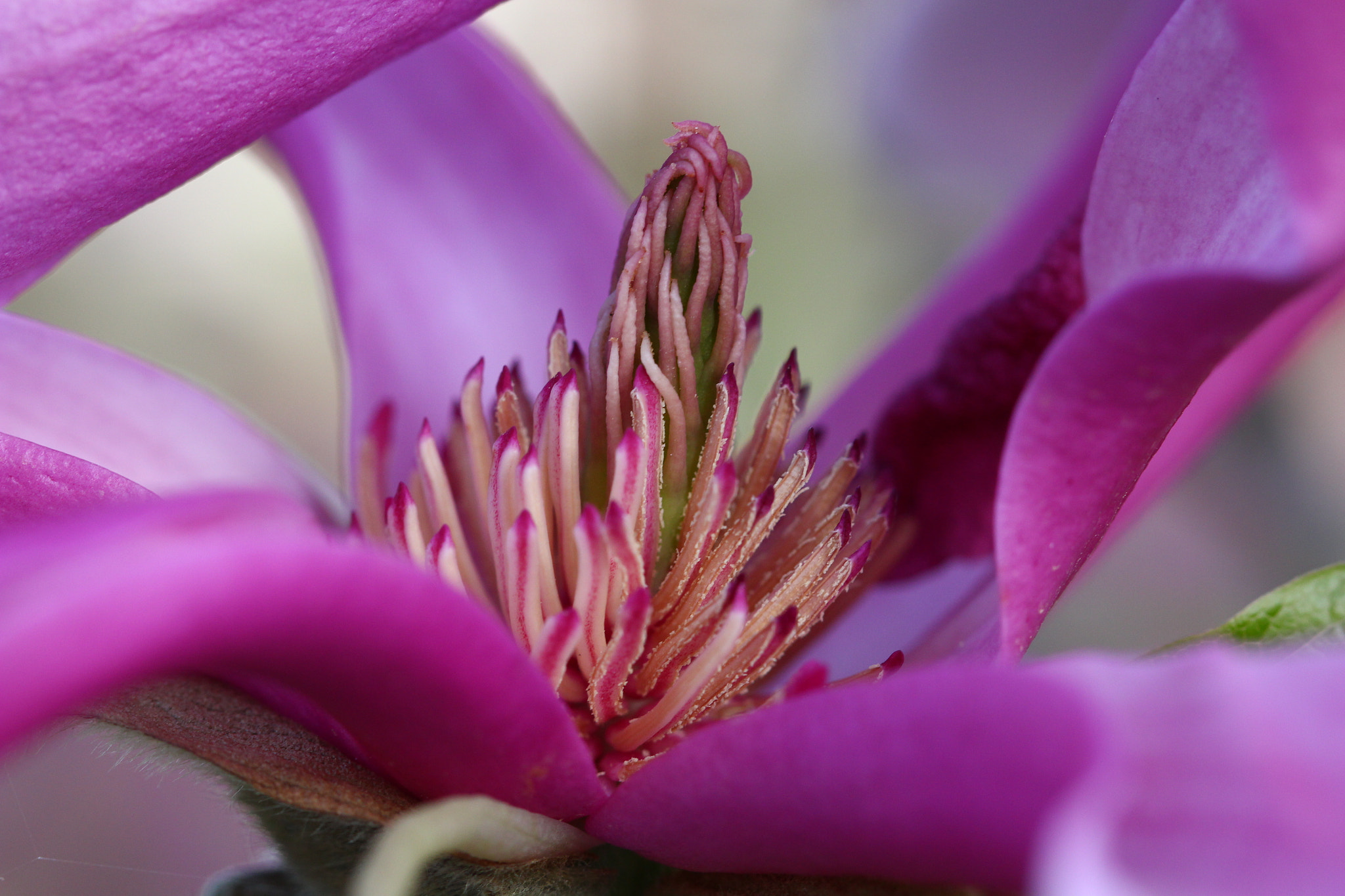 Canon EF 100mm F2.8L Macro IS USM sample photo. Img photography