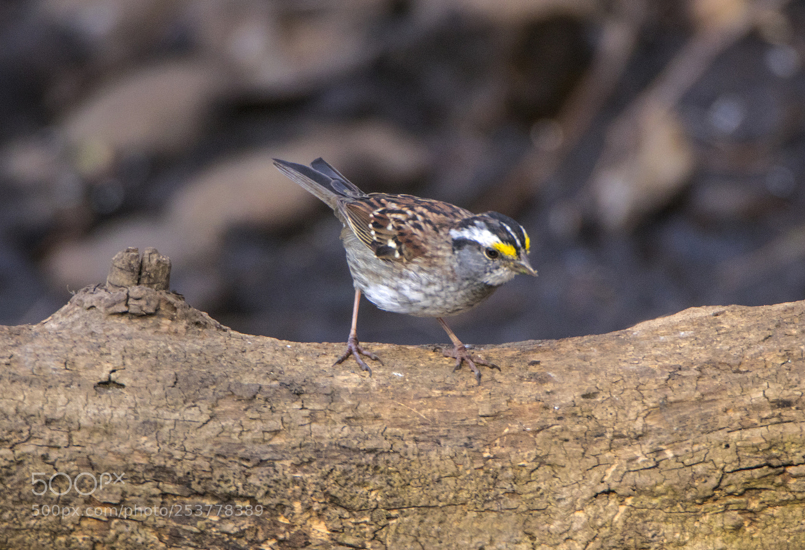 Canon EOS 80D sample photo. White throated sparrow on photography
