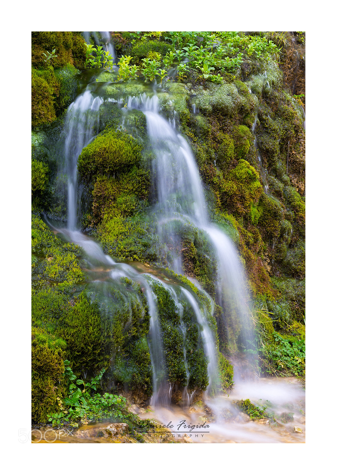 Nikon D610 sample photo. Sorgente del cardellino photography