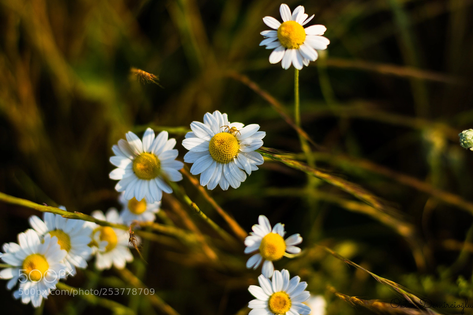 Nikon D3200 sample photo. Daisy photography