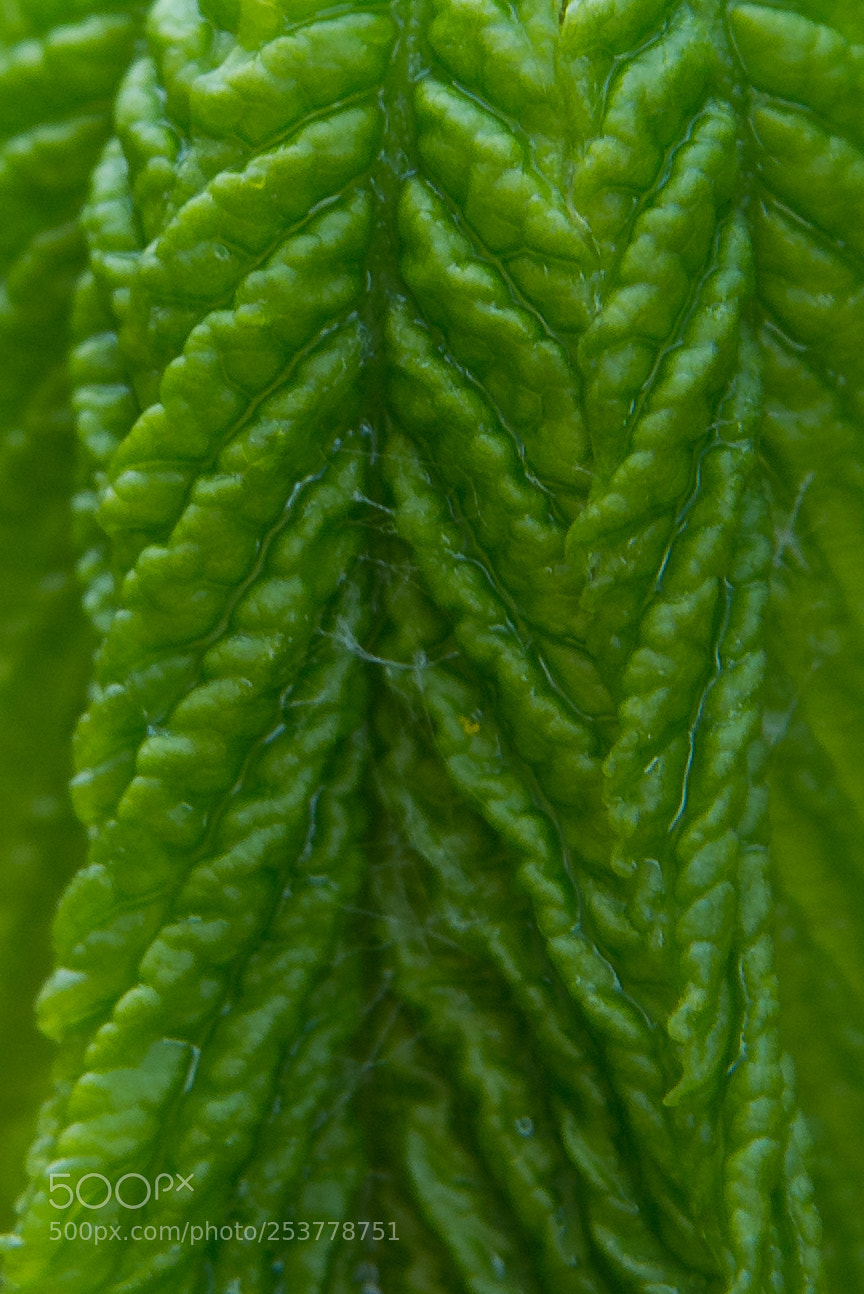 Nikon D600 sample photo. A new leaf photography