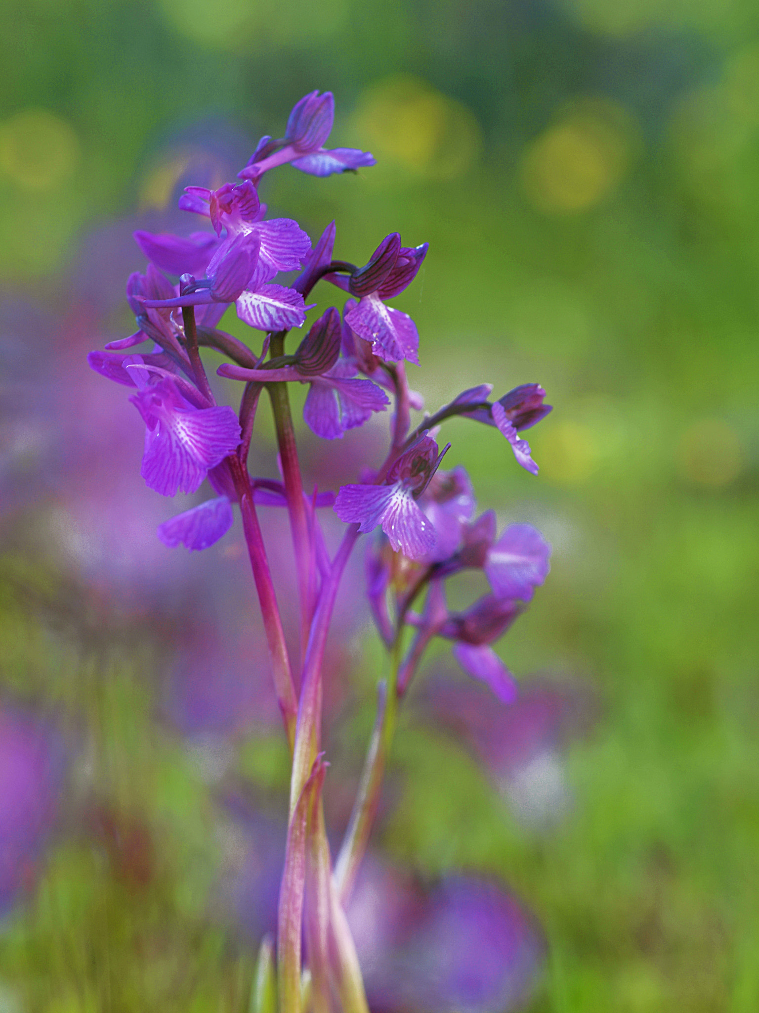 Olympus E-30 sample photo. Orquideas photography
