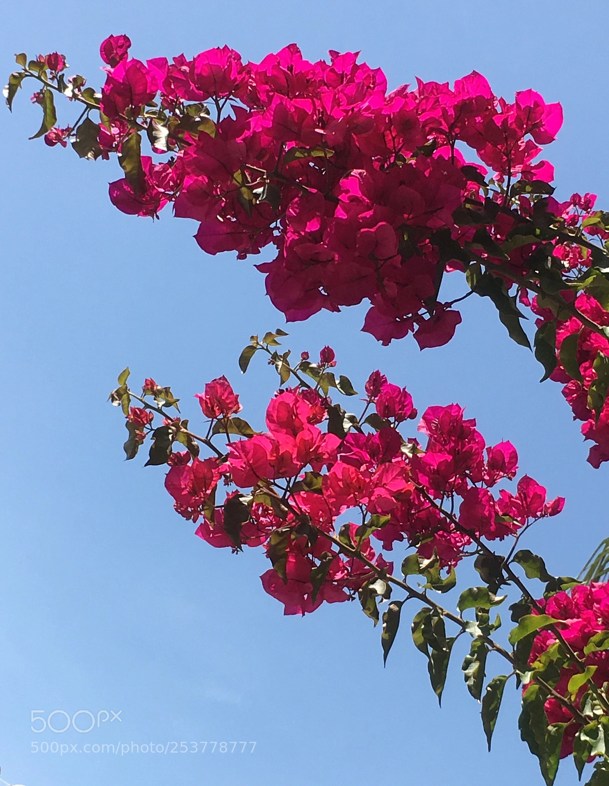 Apple iPhone SE sample photo. Begonvil photography