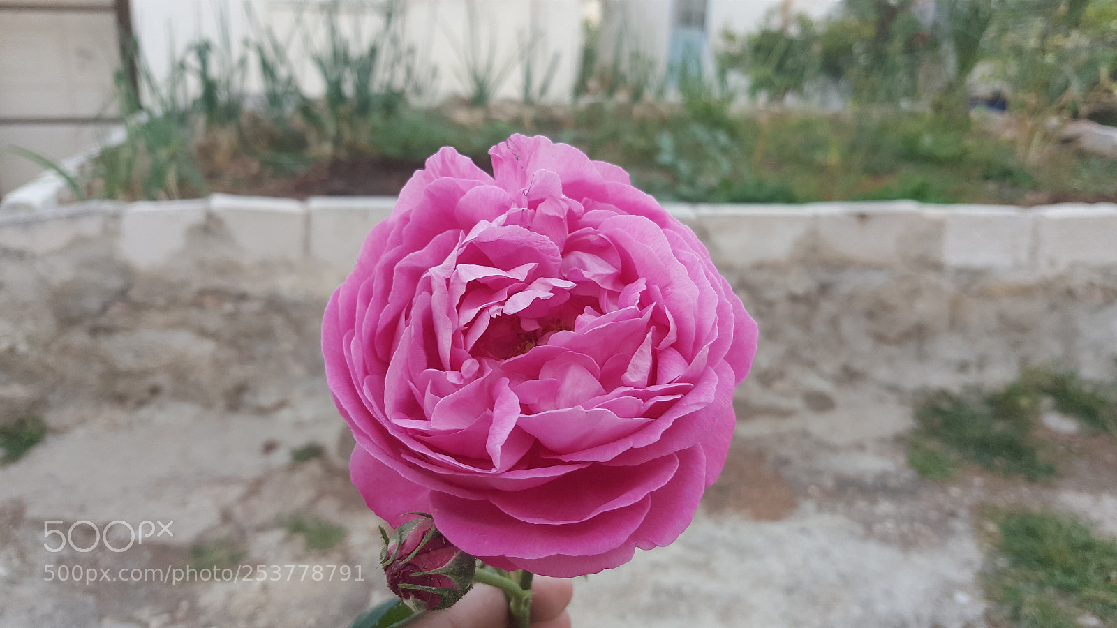Samsung Galaxy Note5 sample photo. Untitled photography