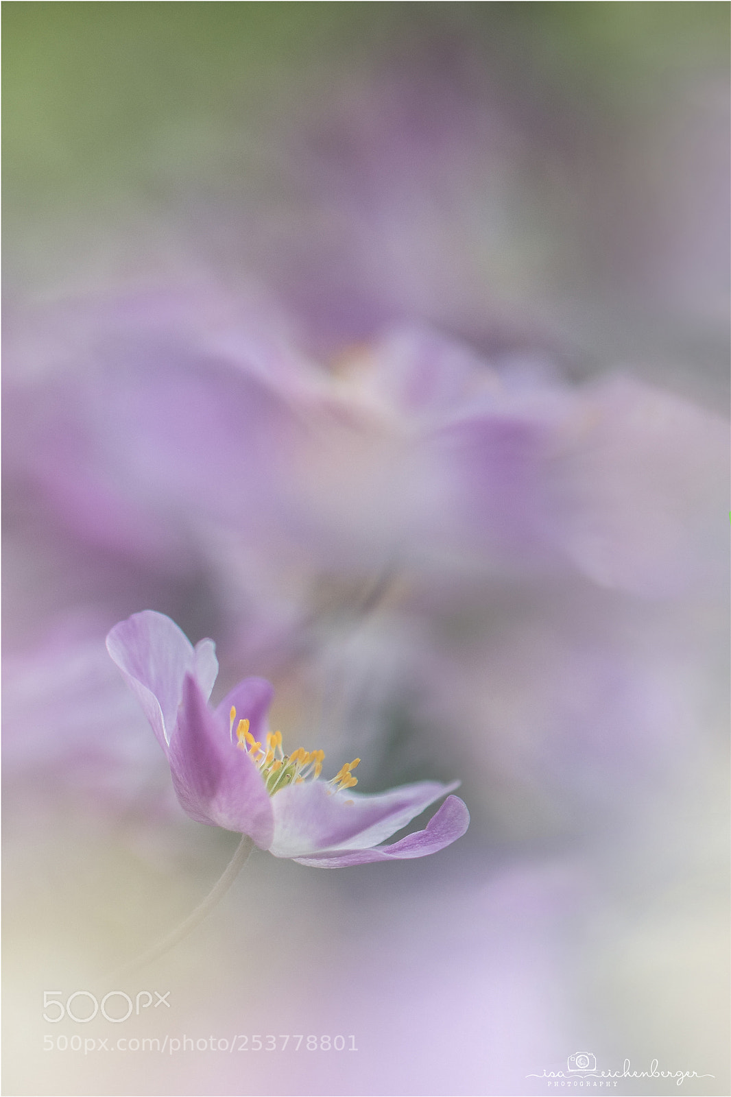 Nikon D850 sample photo. Thimbleweed - anemone nemorosa photography