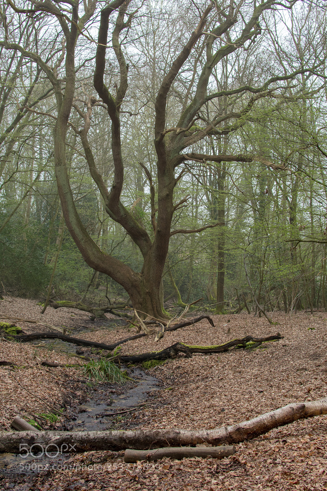 Nikon D3400 sample photo. Epping forest walk photography