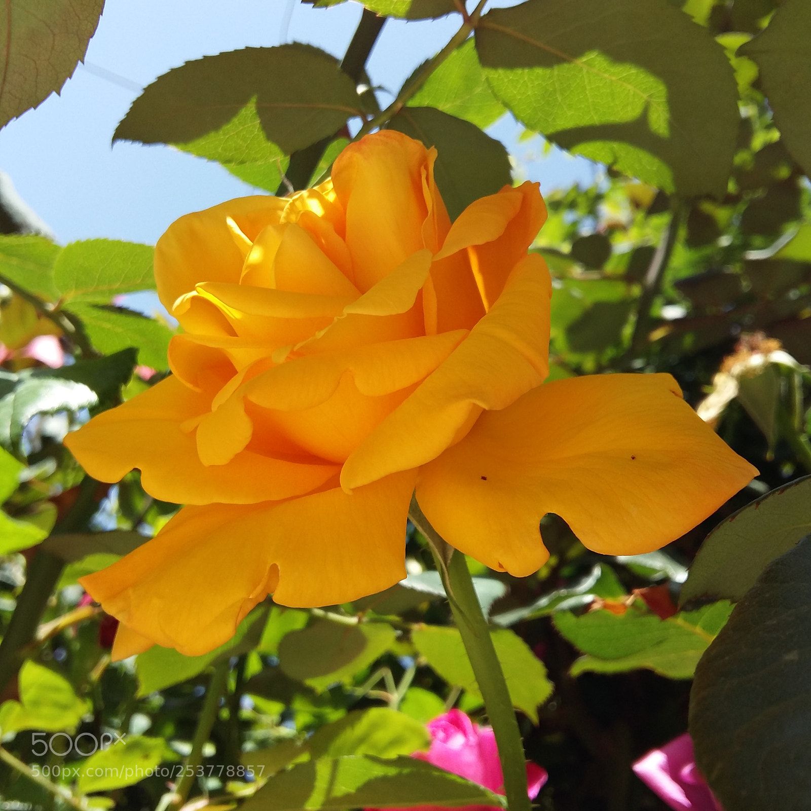 Samsung Galaxy A5 sample photo. Untitled photography