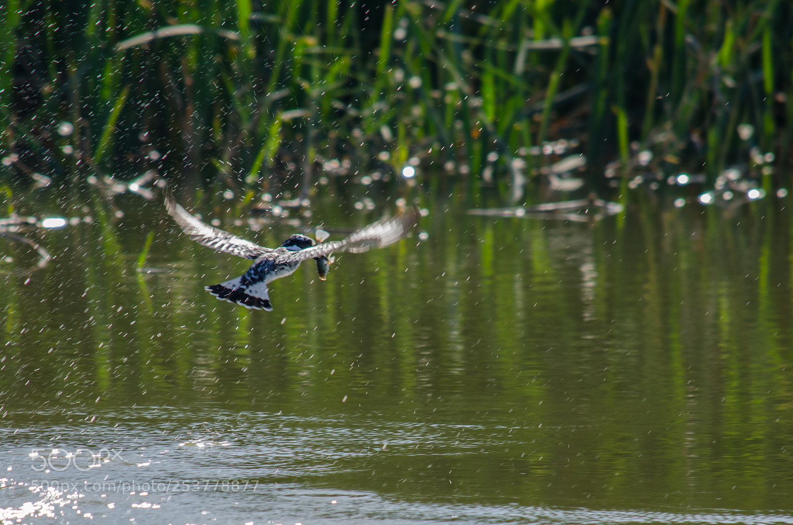 Nikon D7000 sample photo. This is my prize photography