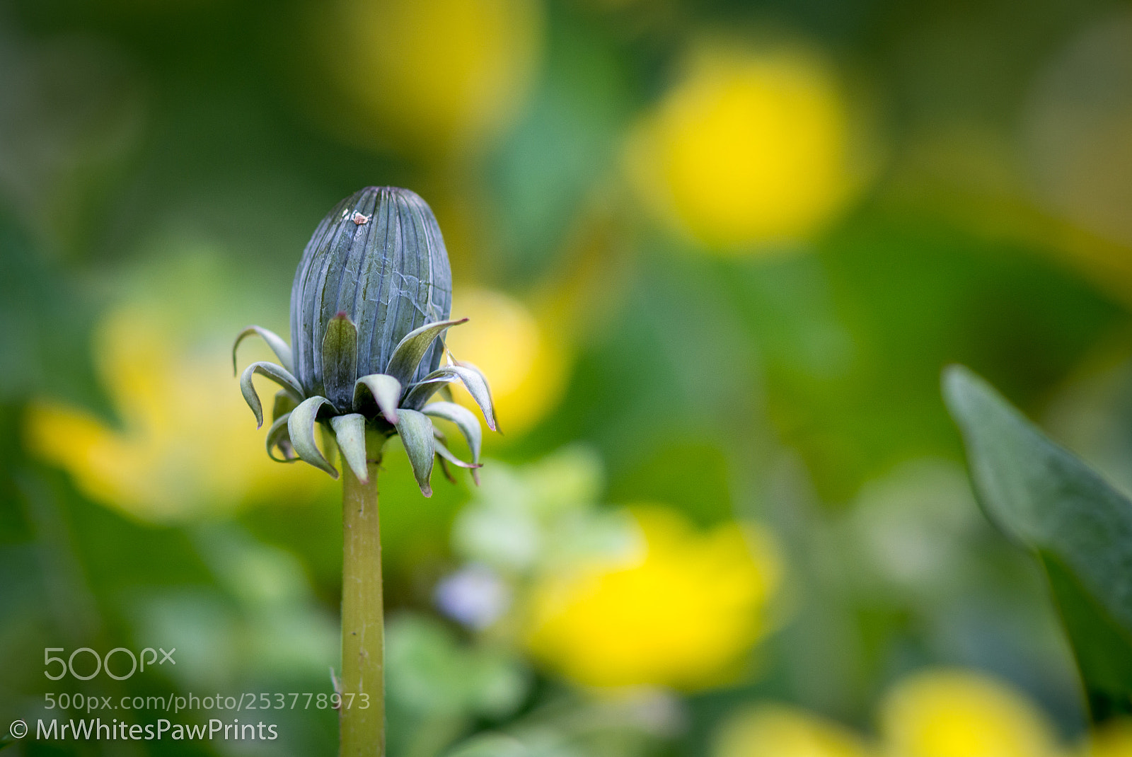 Nikon D7100 sample photo. Dandelion bud photography