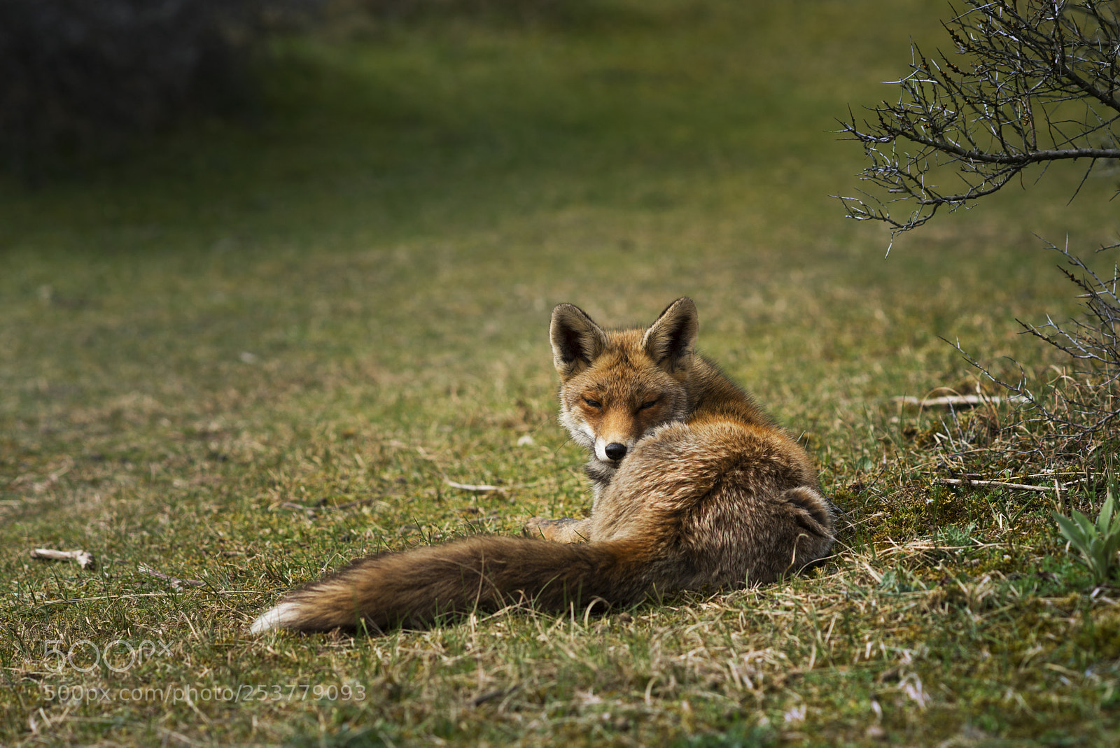 Nikon D600 sample photo. Fox photography