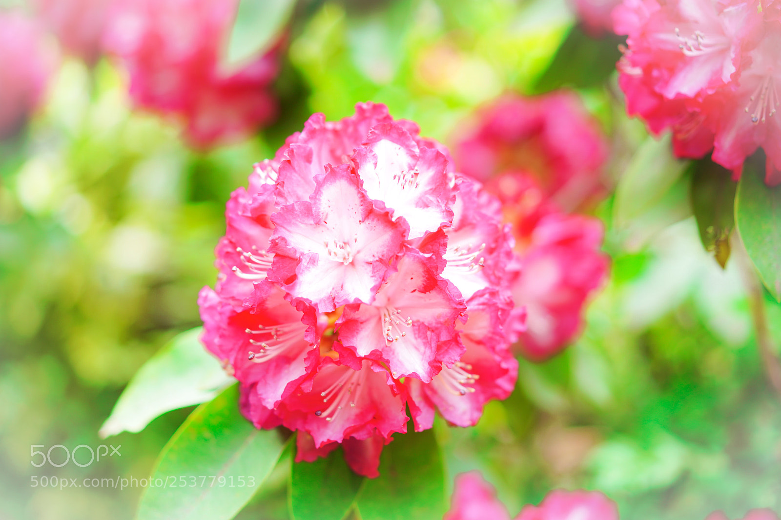 Sony a7 III sample photo. A bouquet of wild photography