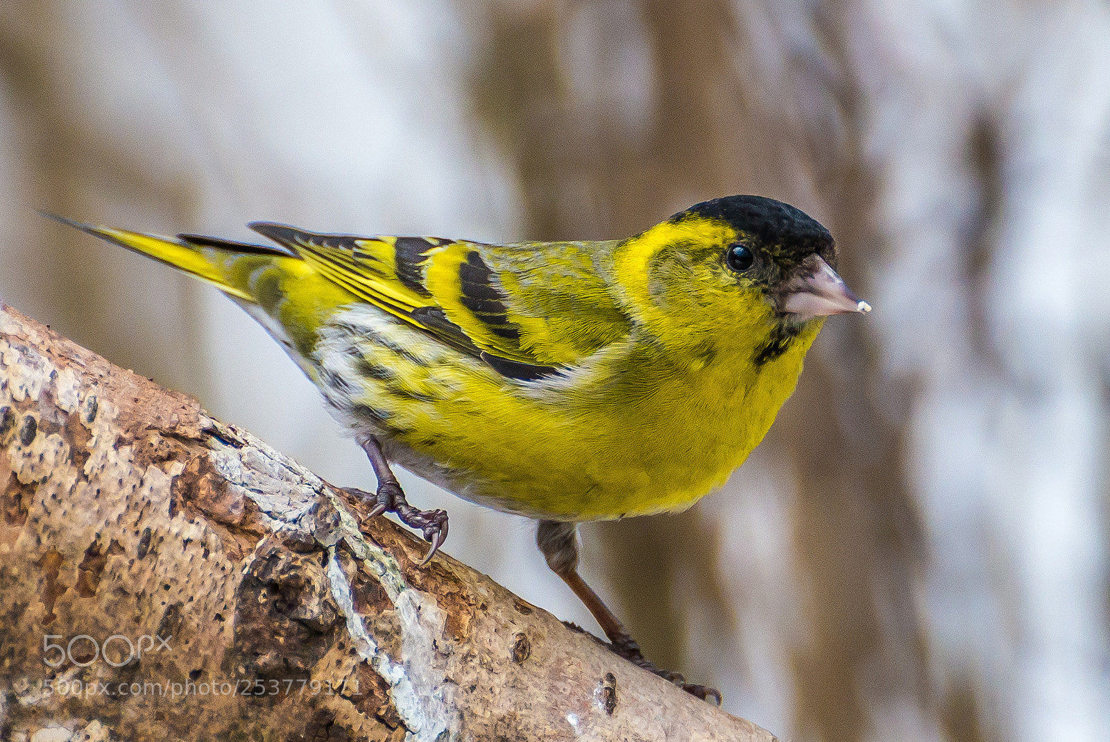 Nikon D610 sample photo. Spring siskin photography