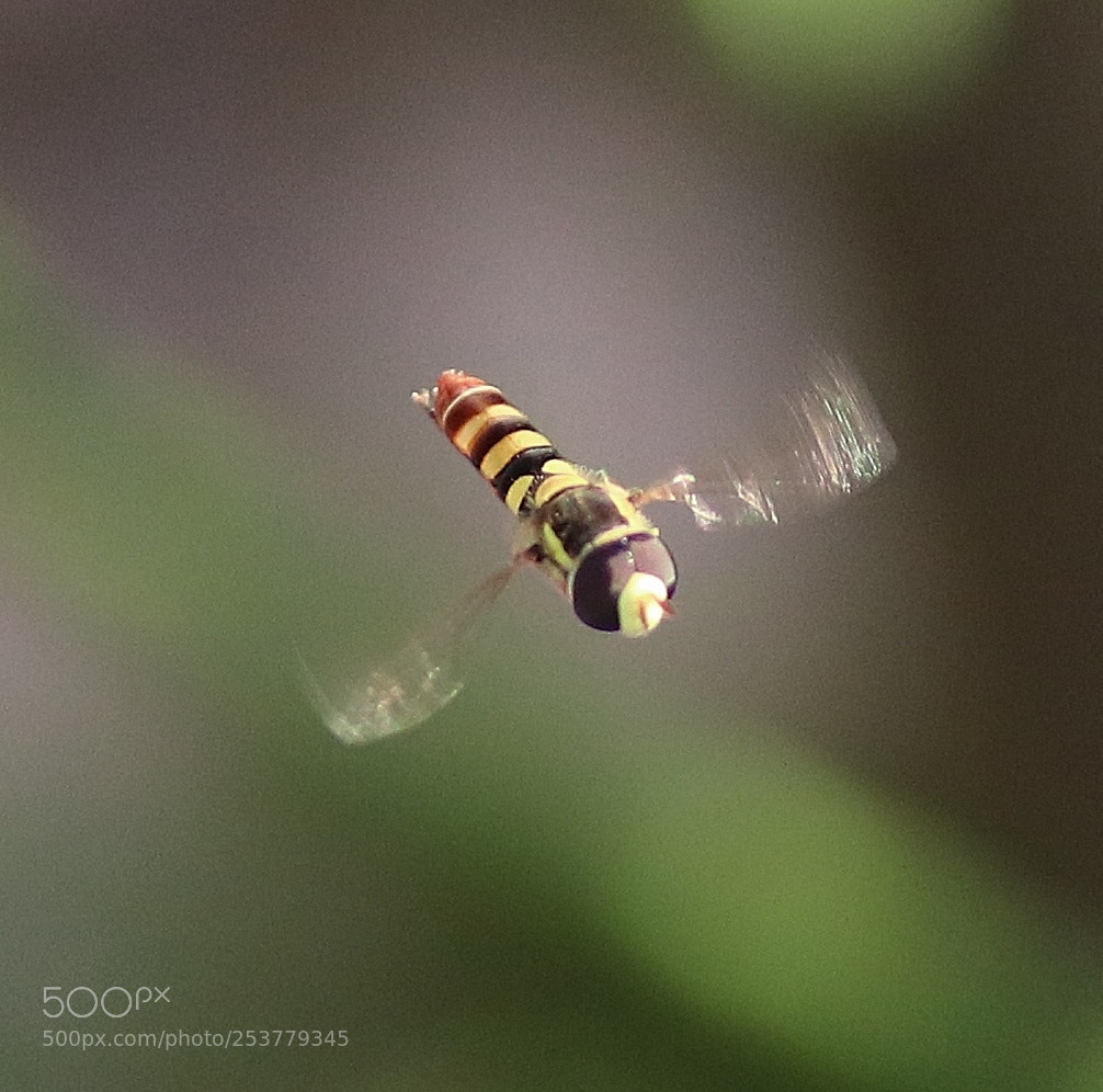 Canon EOS 80D sample photo. Flight photography