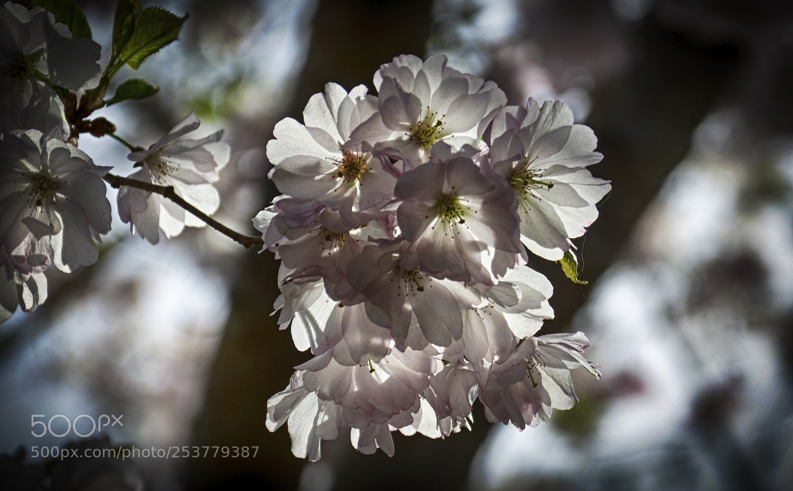 Nikon D7000 sample photo. Shining photography