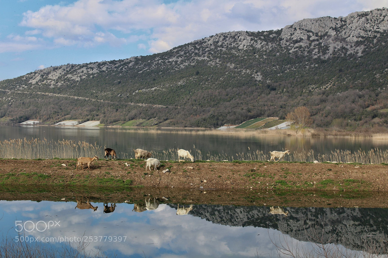 Canon EOS 1300D (EOS Rebel T6 / EOS Kiss X80) sample photo. Goats by the lake photography