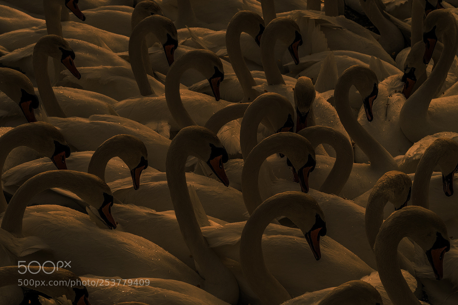 Nikon D850 sample photo. Mute swans photography