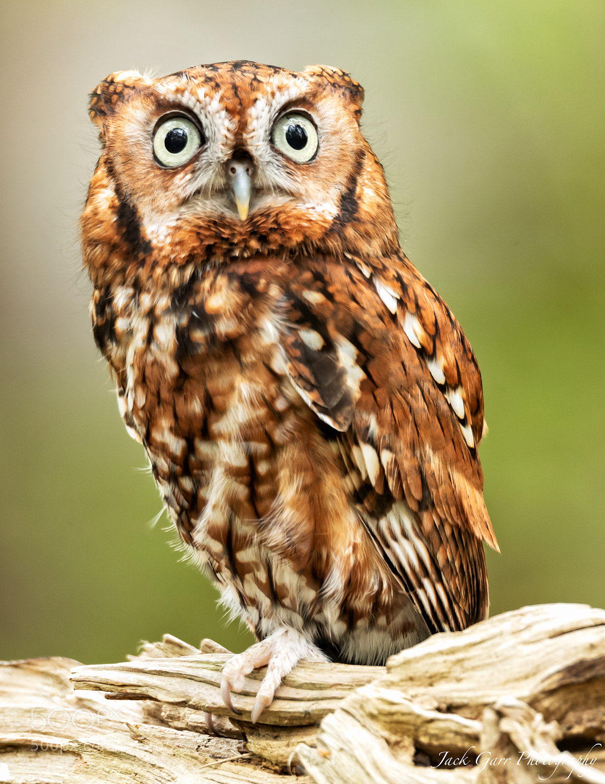 Canon EOS-1D X Mark II sample photo. Eastern screech owl photography