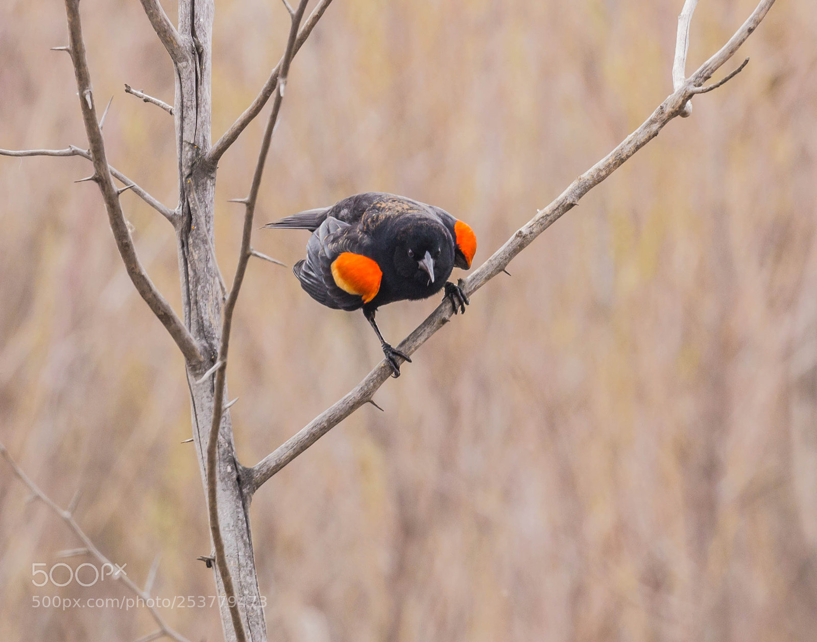 Canon EOS 600D (Rebel EOS T3i / EOS Kiss X5) sample photo. Real angry bird photography