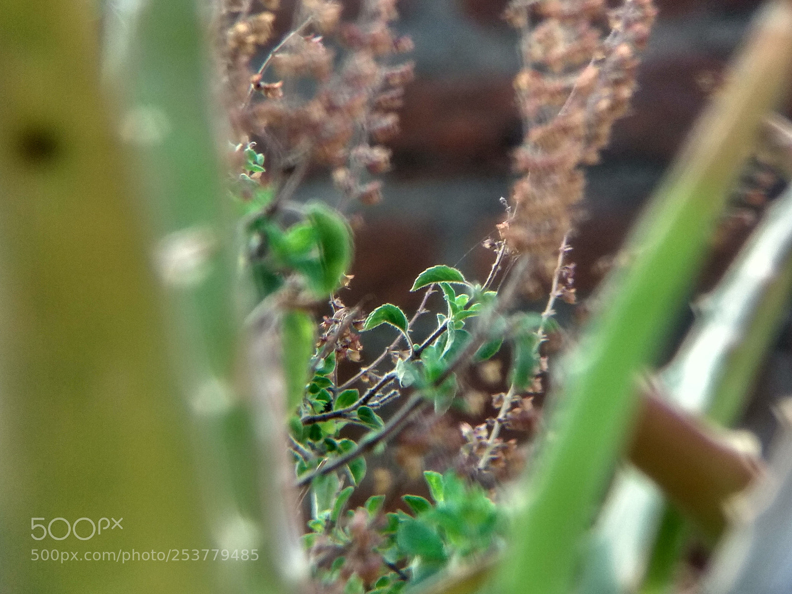 Xiaomi Redmi Note 4 sample photo. Nature lover photography