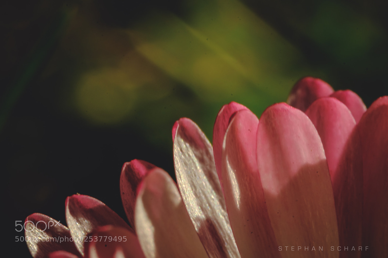 Fujifilm X-T10 sample photo. Daisy petals photography