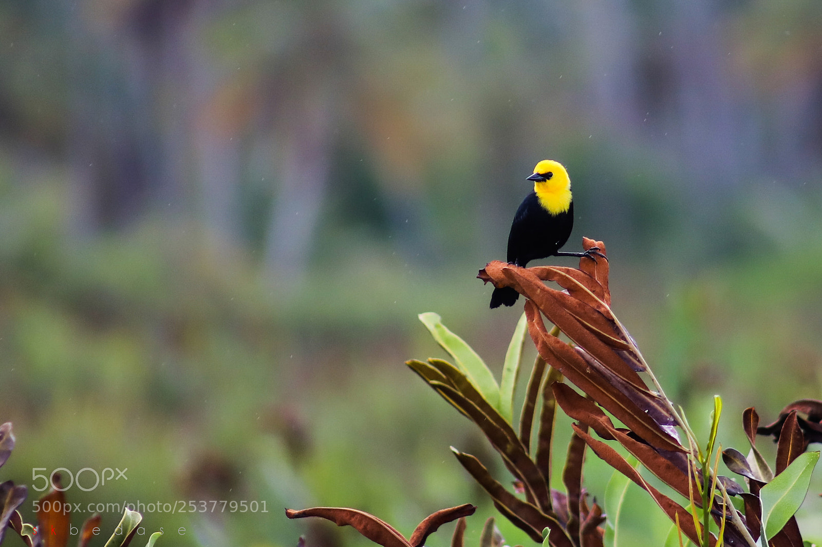 Canon EOS 6D Mark II sample photo. Yellow-hooded blackbird photography