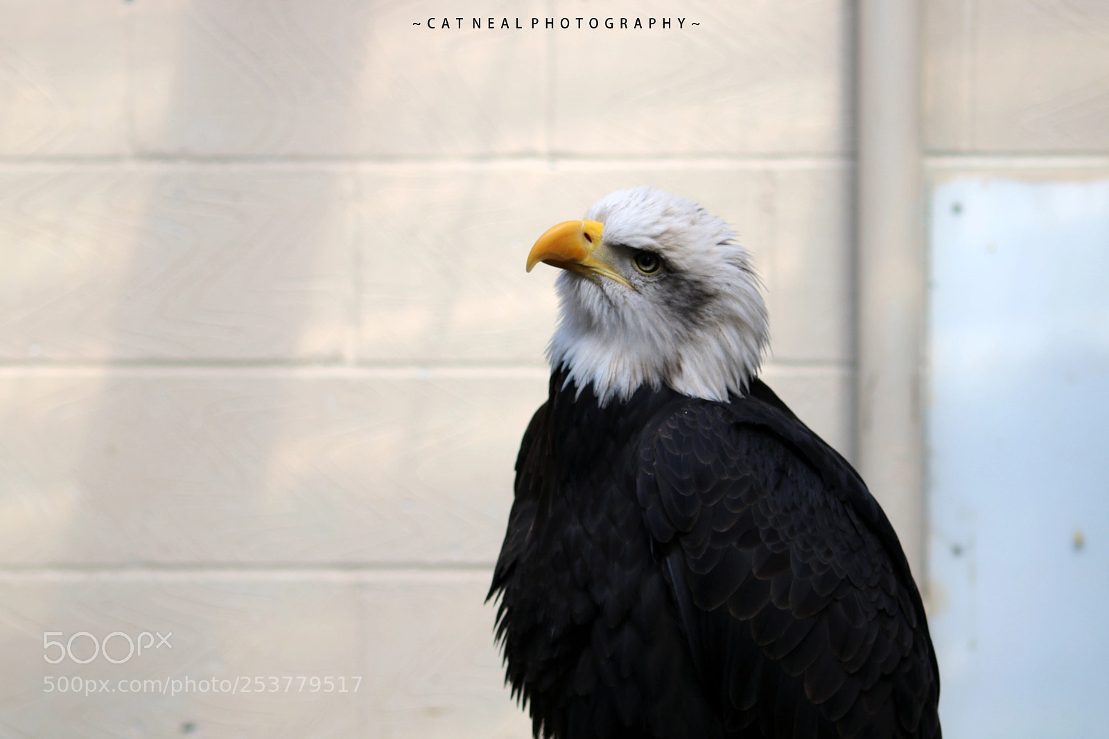 Canon EOS 750D (EOS Rebel T6i / EOS Kiss X8i) sample photo. Curious eagle photography