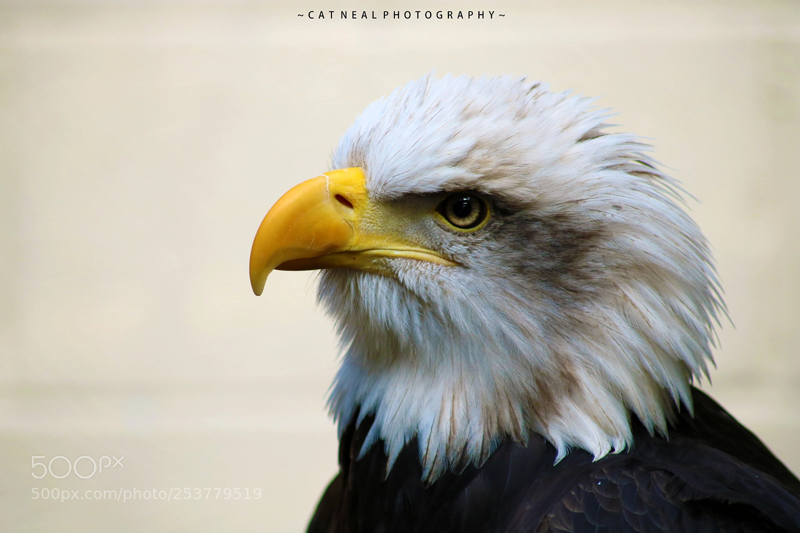 Canon EOS 750D (EOS Rebel T6i / EOS Kiss X8i) sample photo. Bald eagle photography