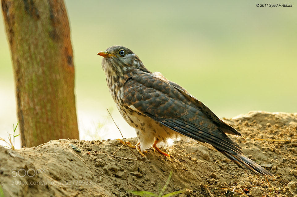 Nikon D300 sample photo. Common hawk-cuckoo photography