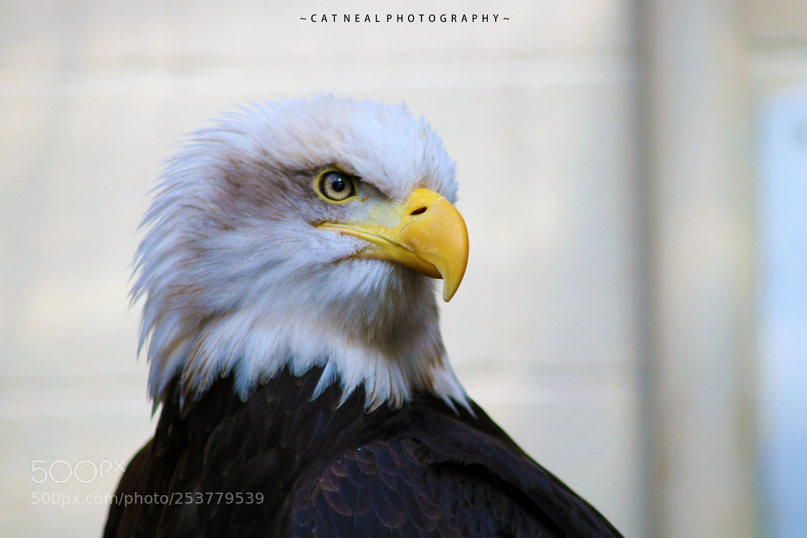 Canon EOS 750D (EOS Rebel T6i / EOS Kiss X8i) sample photo. Bald eagle photography
