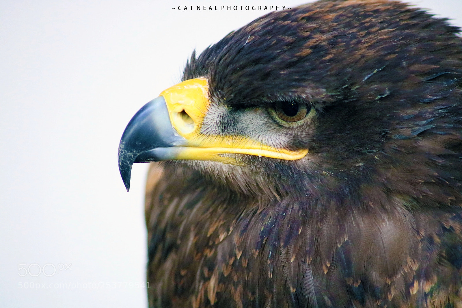 Canon EOS 750D (EOS Rebel T6i / EOS Kiss X8i) sample photo. Eagle photography