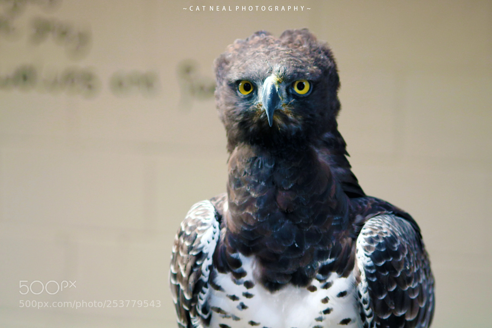 Canon EOS 750D (EOS Rebel T6i / EOS Kiss X8i) sample photo. Yellow stare photography
