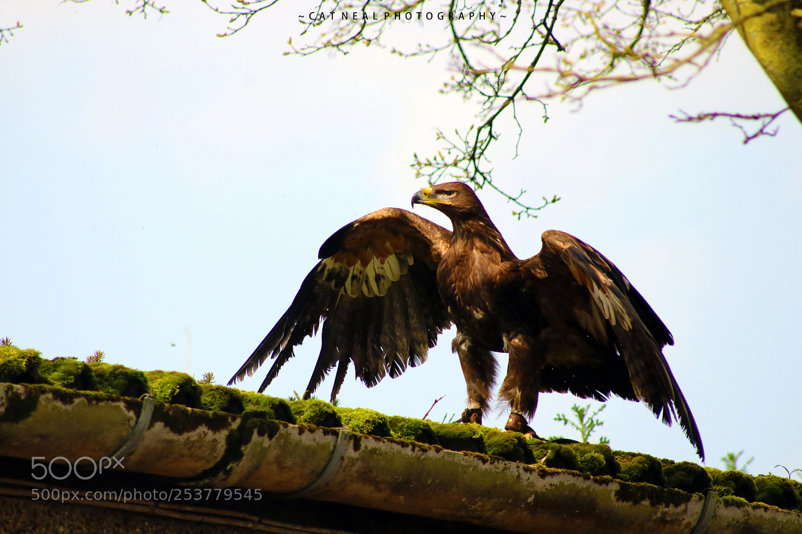Canon EOS 750D (EOS Rebel T6i / EOS Kiss X8i) sample photo. Eagle flight photography