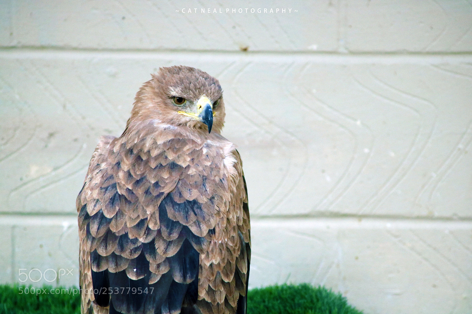 Canon EOS 750D (EOS Rebel T6i / EOS Kiss X8i) sample photo. Eagle photography