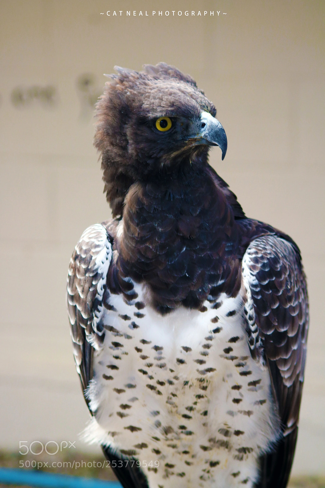 Canon EOS 750D (EOS Rebel T6i / EOS Kiss X8i) sample photo. Yellow gaze photography