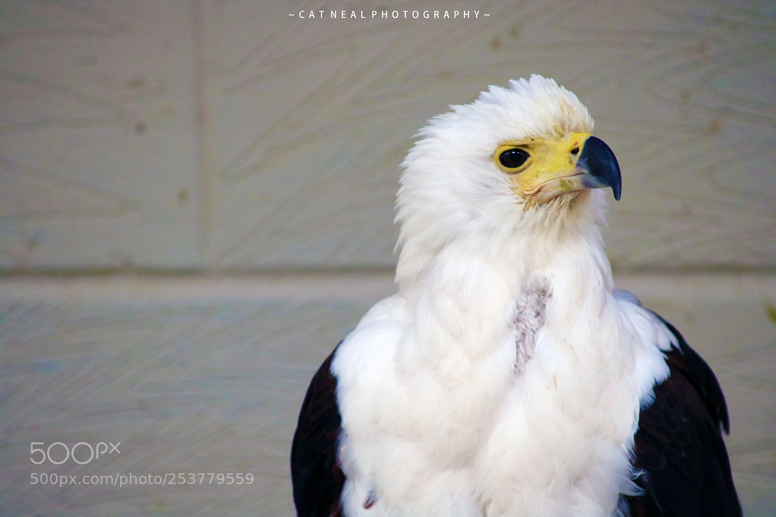 Canon EOS 750D (EOS Rebel T6i / EOS Kiss X8i) sample photo. Wise eagle photography