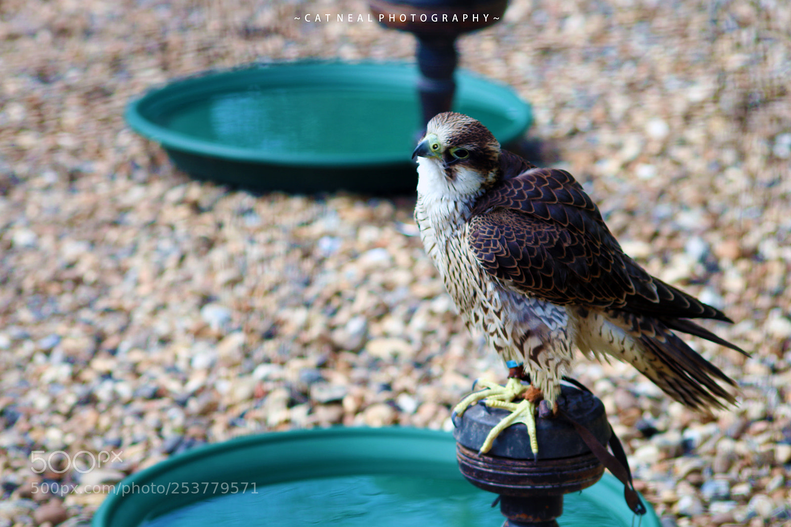 Canon EOS 750D (EOS Rebel T6i / EOS Kiss X8i) sample photo. Falcon photography