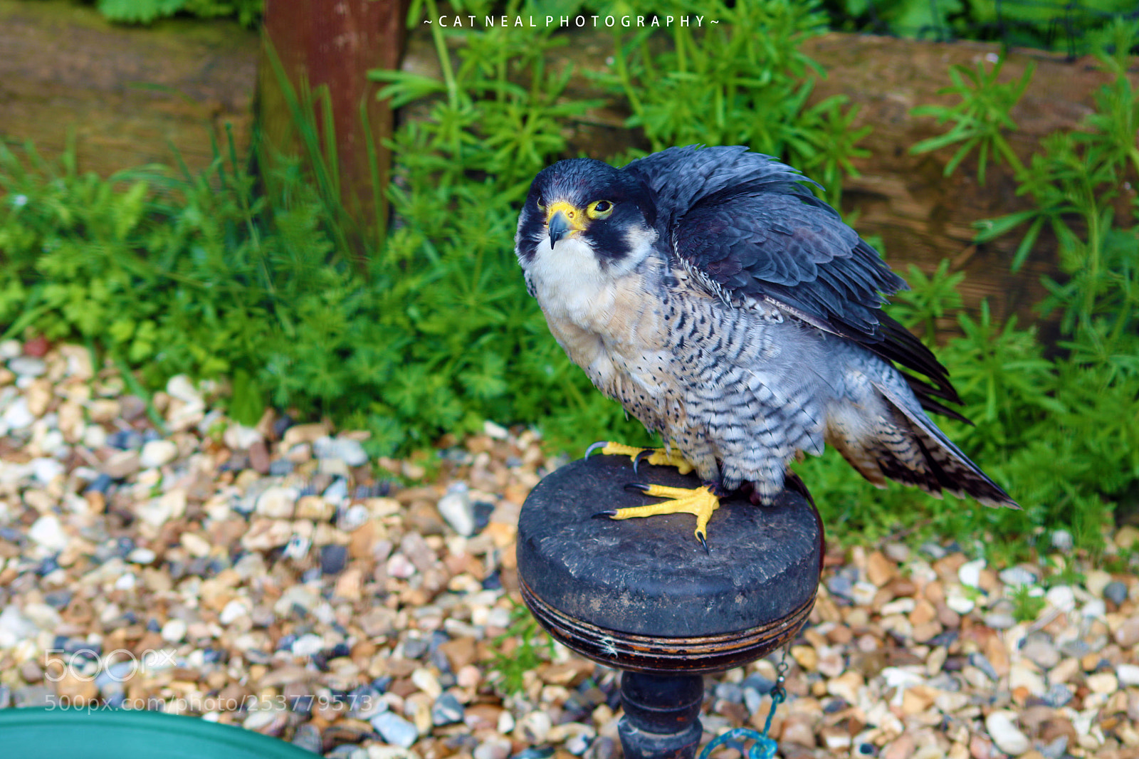 Canon EOS 750D (EOS Rebel T6i / EOS Kiss X8i) sample photo. Falcon photography