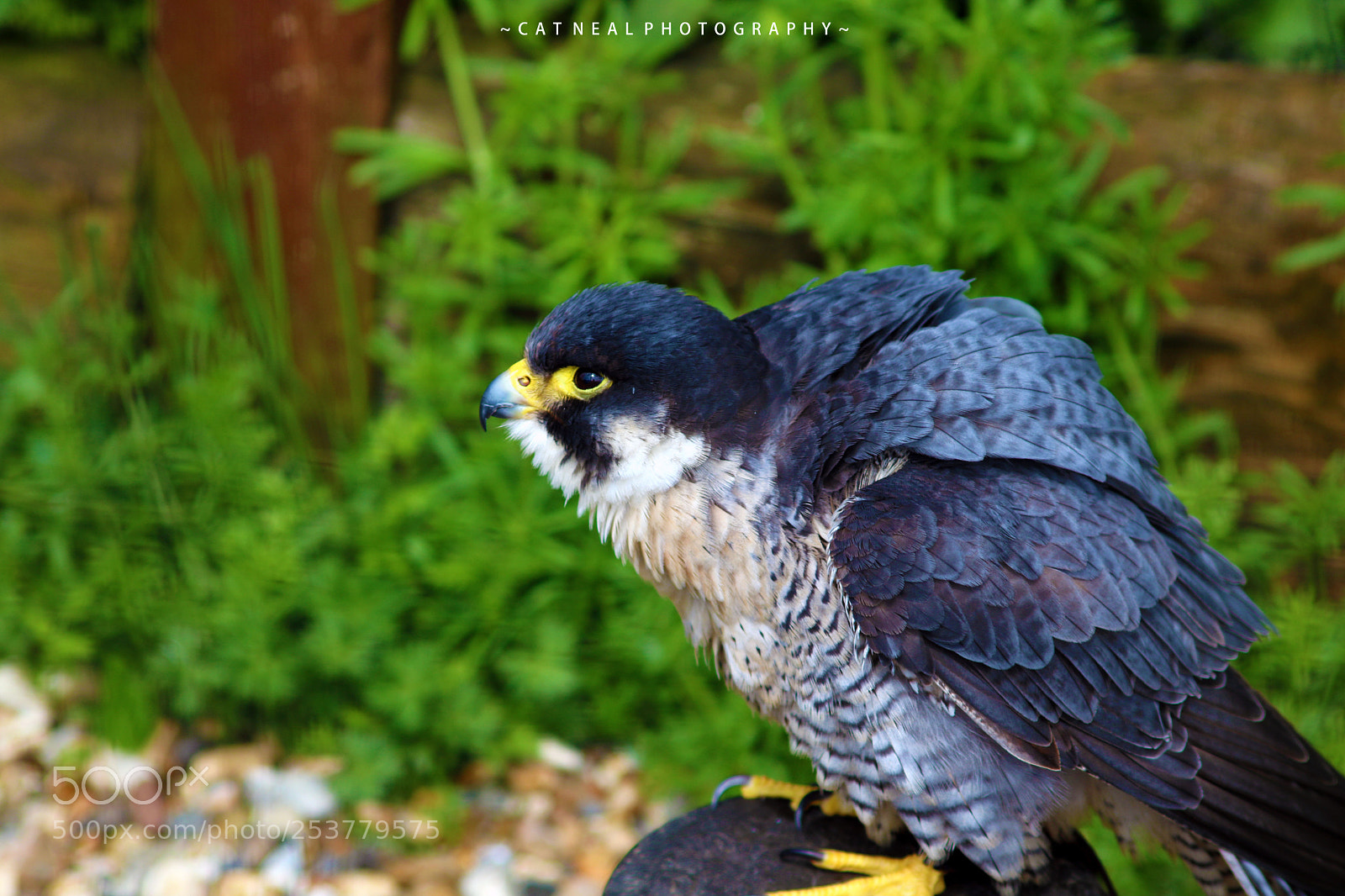 Canon EOS 750D (EOS Rebel T6i / EOS Kiss X8i) sample photo. Falcon photography