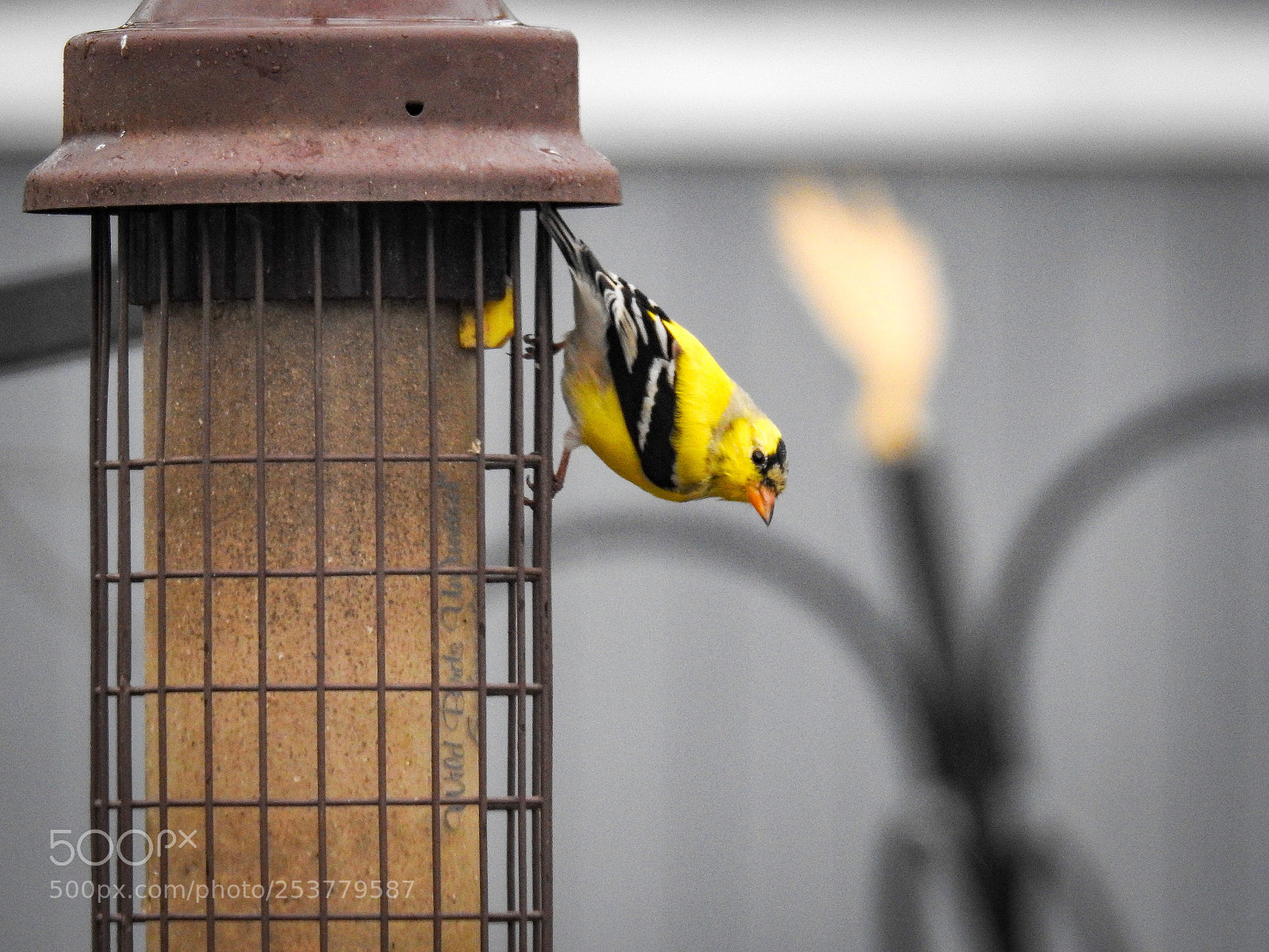 Nikon Coolpix P900 sample photo. The goldfinch - the photography