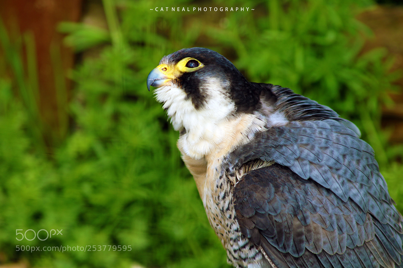 Canon EOS 750D (EOS Rebel T6i / EOS Kiss X8i) sample photo. Falcon photography