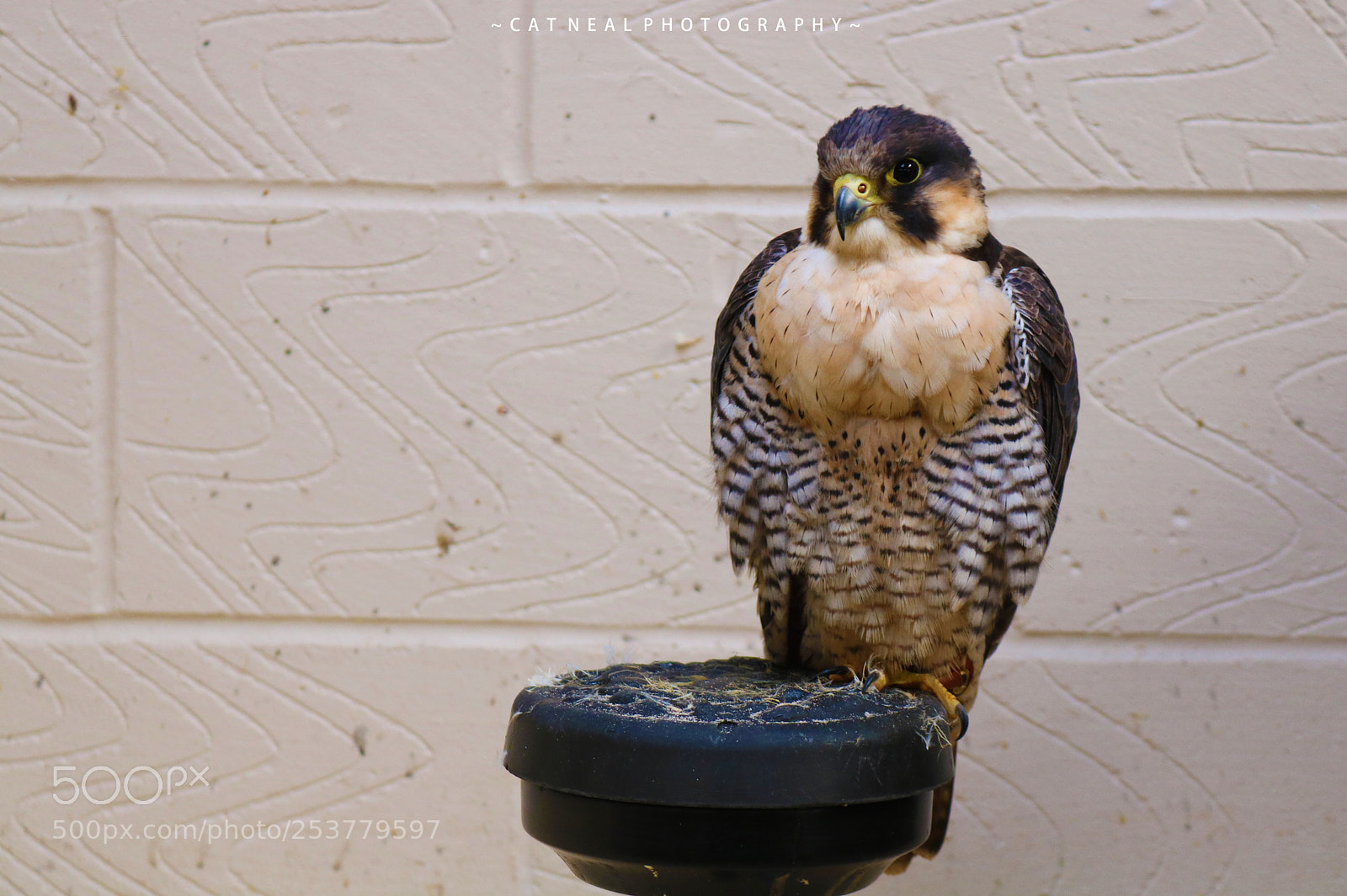 Canon EOS 750D (EOS Rebel T6i / EOS Kiss X8i) sample photo. Falcon photography