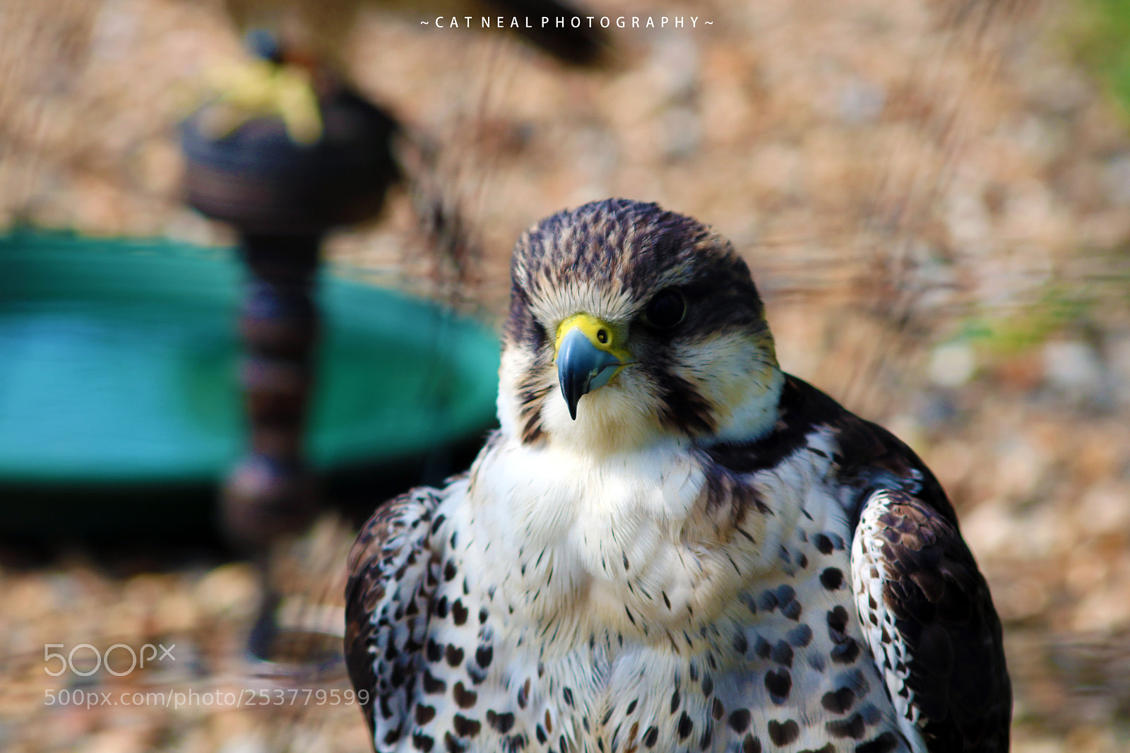 Canon EOS 750D (EOS Rebel T6i / EOS Kiss X8i) sample photo. Falcon photography